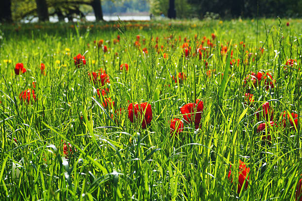 green meadow with some red flowers stock photo