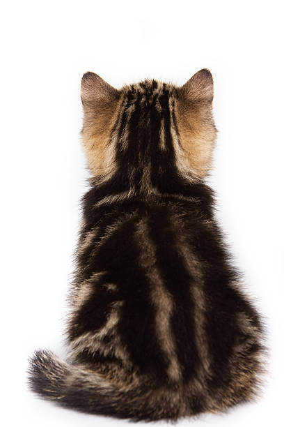 British kitten sitting back  (isolated on white) stock photo