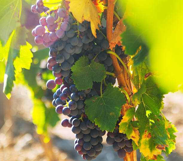 istock bunch of grapes at vineyards plant 492571410