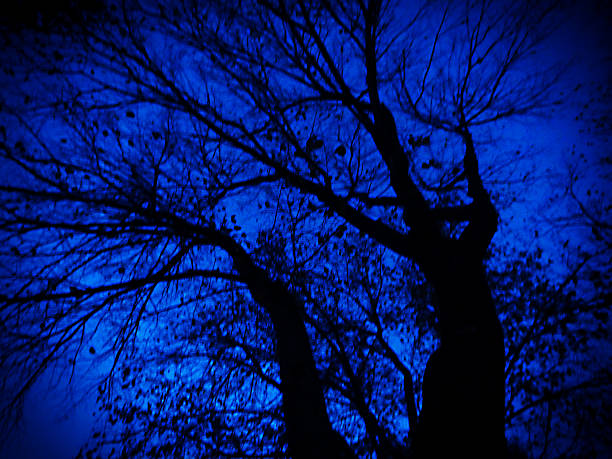 alberi di notte - sibiria foto e immagini stock