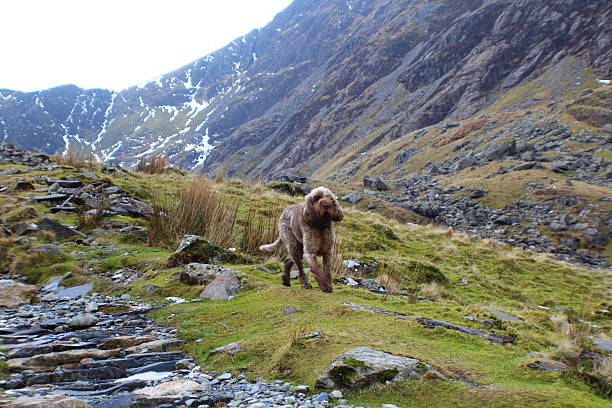 istock Dog in the Mountains 492571544