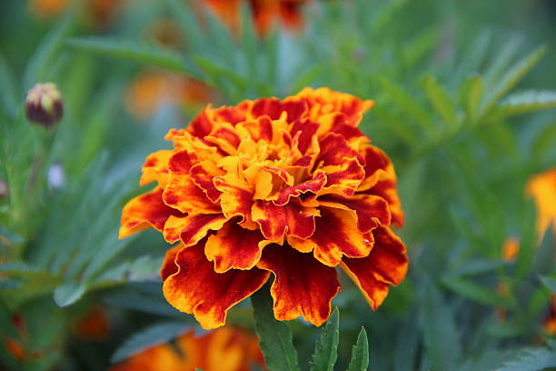 istock flower in the garden 492571586