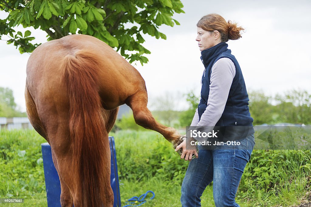 Female veterinarian performing chiropractics A female veterinarian, performing some chiropractics on a horse. XXL size image. Image taken with Canon EOS 1 Ds Mark II and EF 70-200 mm USM L. Horse Stock Photo