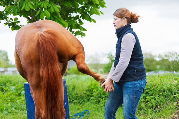 Female veterinarian performing chiropractics A female veterinarian, performing some chiropractics on a horse. XXL size image. Image taken with Canon EOS 1 Ds Mark II and EF 70-200 mm USM L. animal therapy stock pictures, royalty-free photos & images