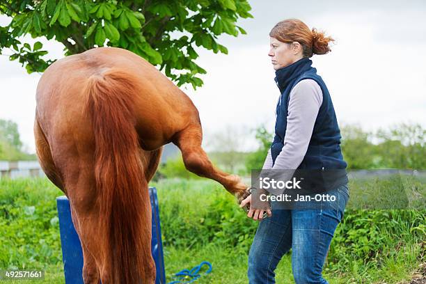Female Veterinarian Performing Chiropractics Stock Photo - Download Image Now - Horse, Osteopath, Physical Therapy