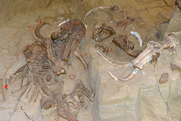 istock Active paleontological Mammoth dig site in Hot Springs, South Dakota 492571662