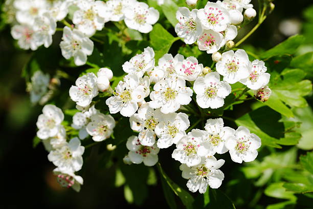 istock White flowers of hawthorn 492571915