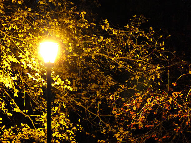 lampe à park - sibiria photos et images de collection