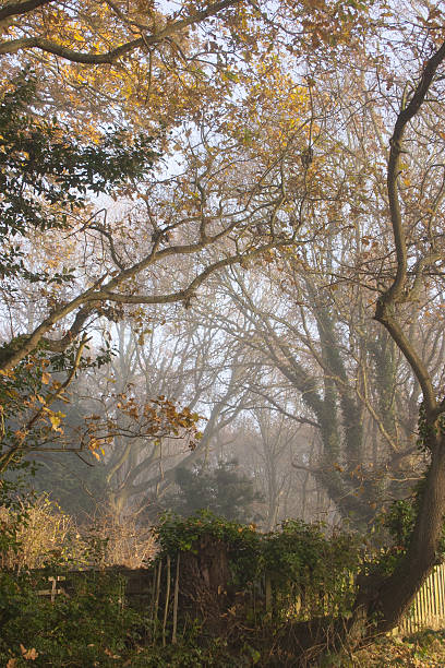 misty bosque en invierno, snape, suffolk - suffolk winter england fog fotografías e imágenes de stock