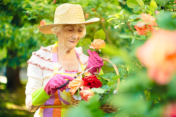 istock Senior woman gardening 492572463