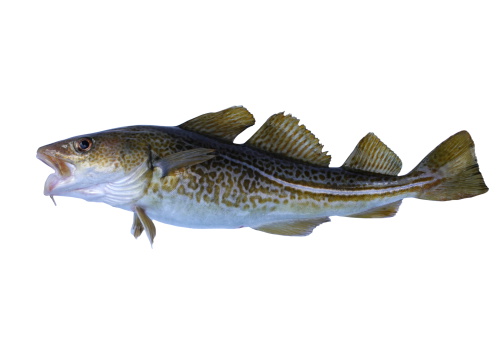 big cod fish on a white background