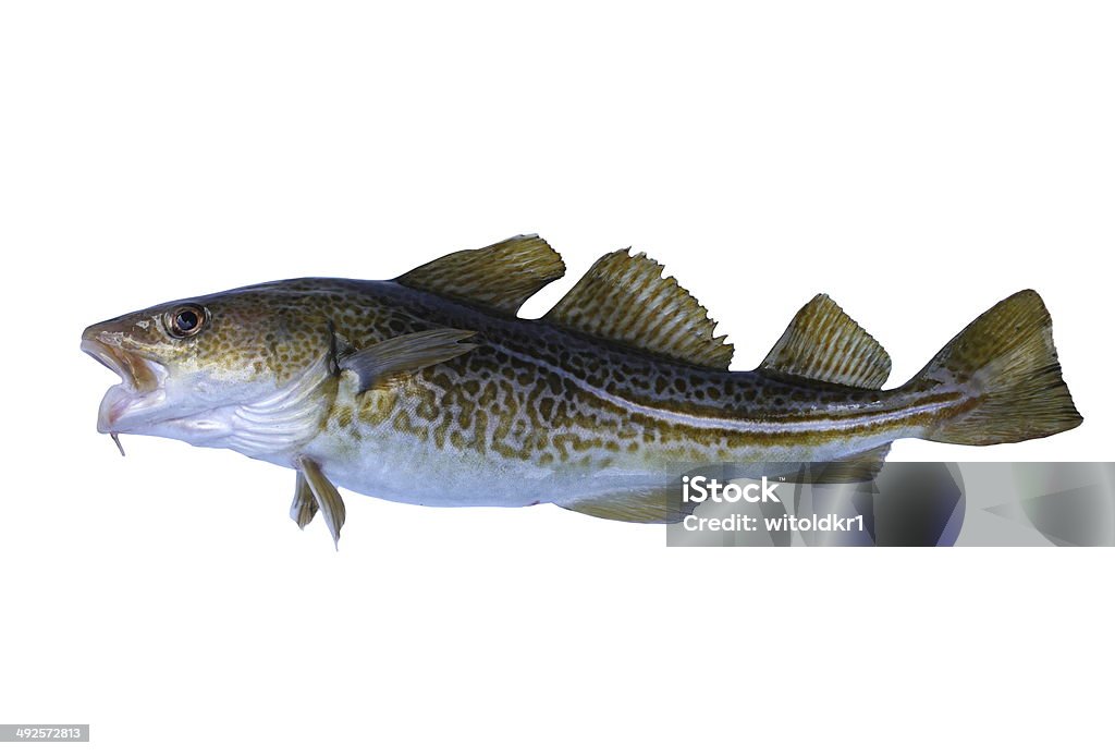 Cod Fish Refrence Image Codfish Stock Photo - Download Image Now - Cod, Cut Out, Hake - iStock