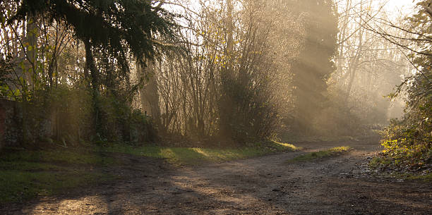 invierno los rayos del sol a través de la neblina, snape, suffolk - suffolk winter england fog fotografías e imágenes de stock