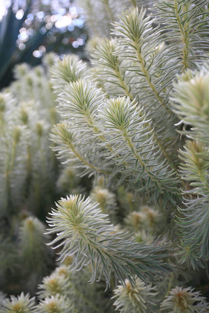 Flannel Bush is a native plant of South Africa, the bush has very fine micro hairlike needle leaves that are pale green.   Other common names are Phylica plumosa, Phylica pubescens, Flannel Flower, Flannel Bush, Featherhead