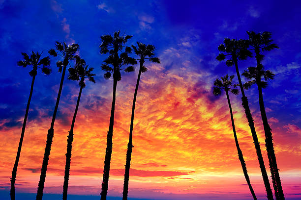 istock California palm trees sunset with colorful sky 492573033