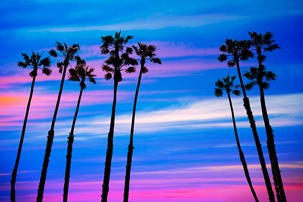 istock California palm trees sunset with colorful sky 492573037