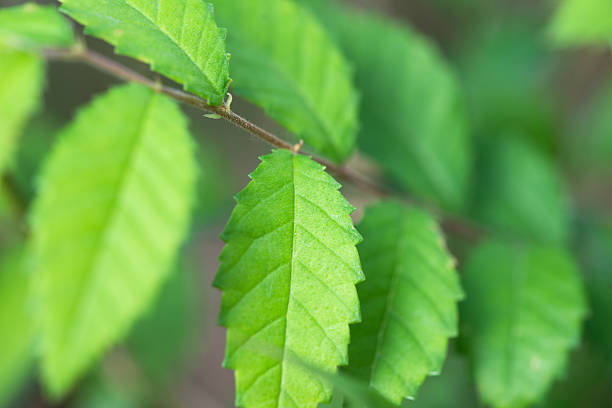 istock beautiful green leaves background 492573191