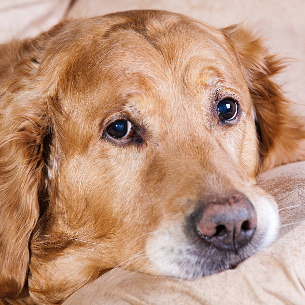 istock Golden retriever dog 492573235