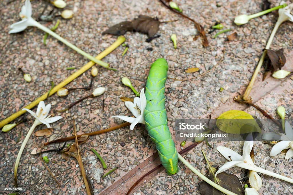 Worm slither pass flower Green worm slither pass fall white flower 2015 Stock Photo