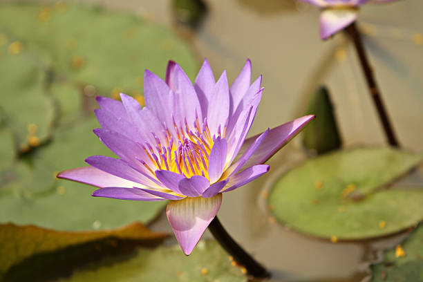 istock Purple lotus blossom 492573563