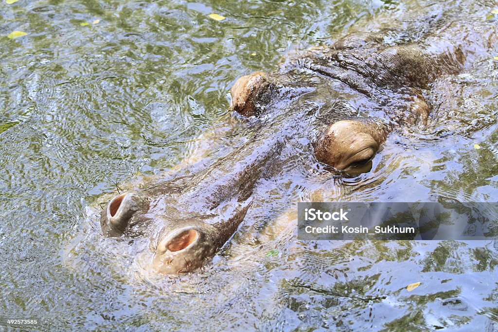 The hippopotamus The hippopotamus. On the bright midday sun hippopotamus in water Africa Stock Photo
