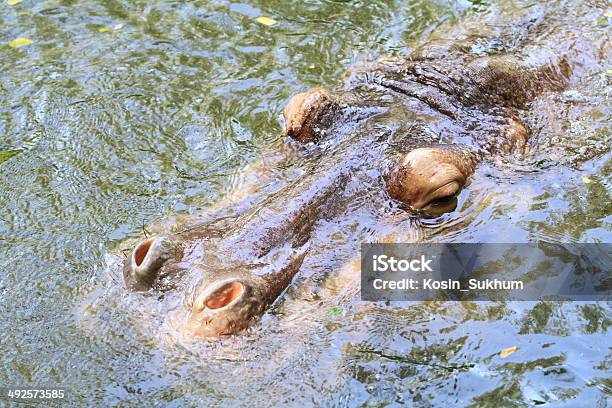 The Hippopotamus Stock Photo - Download Image Now - Africa, Animal, Animal Markings