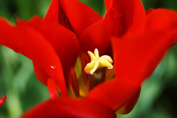 beautiful blossom of a red tulip stock photo