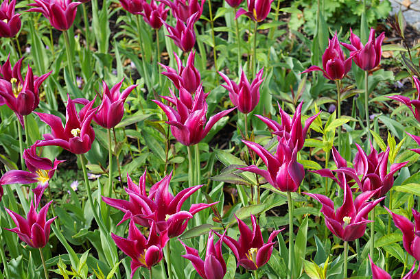 green meadow with beautiful purple flowers stock photo