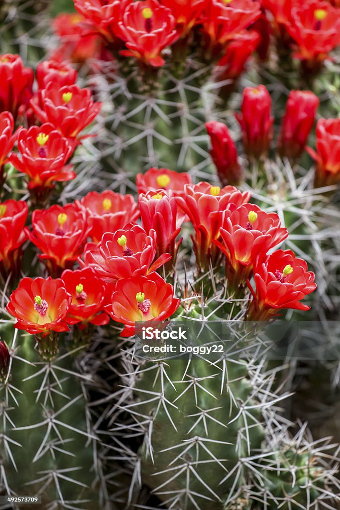 Claret cup cactus kwiaty - Zbiór zdjęć royalty-free (Bez ludzi)