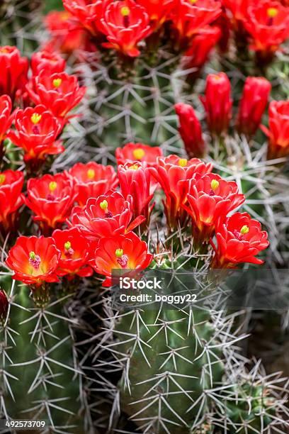 Claret Cup Cactus Kwiaty - zdjęcia stockowe i więcej obrazów Bez ludzi - Bez ludzi, Czerwone wino, Czerwony