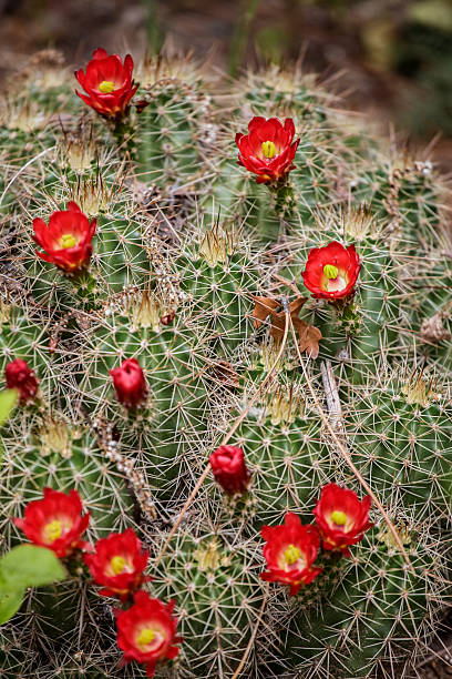 echinocereus triglochidiatus claret-di fiori di cactus - flower head cactus claret cup cactus dry foto e immagini stock