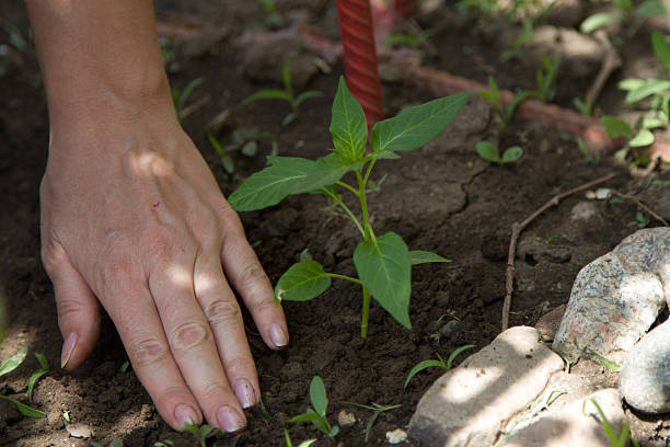 istock young plant planted female hands 492573895