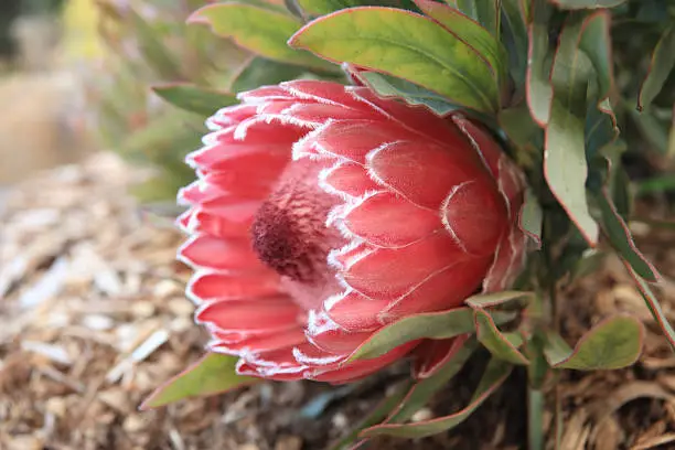 Beautiful protea flowering in the garden.   Proteas are also known as sugarbush and featherbush.  They are strong and hardy plants with long lasting flowers.  Shallow dof.