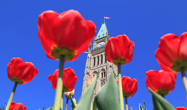 istock Canadian Parliament surrounded by red tulips 492574131