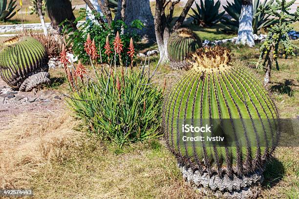 Cactus Foto de stock y más banco de imágenes de Aire libre - Aire libre, América Central, Arbusto