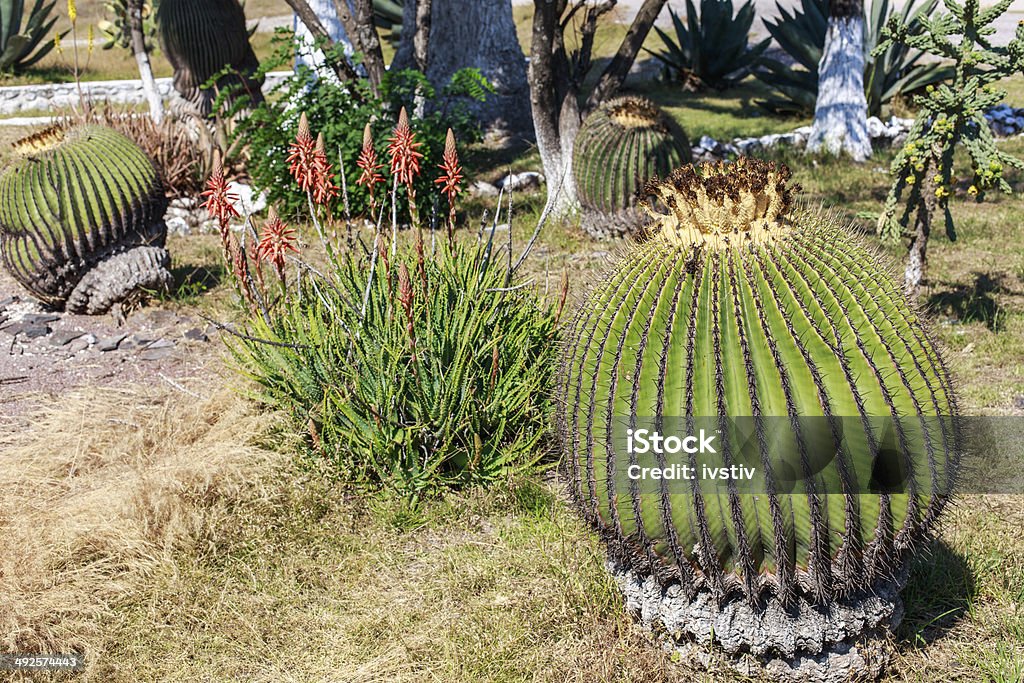 kaktus - Zbiór zdjęć royalty-free (Ameryka)