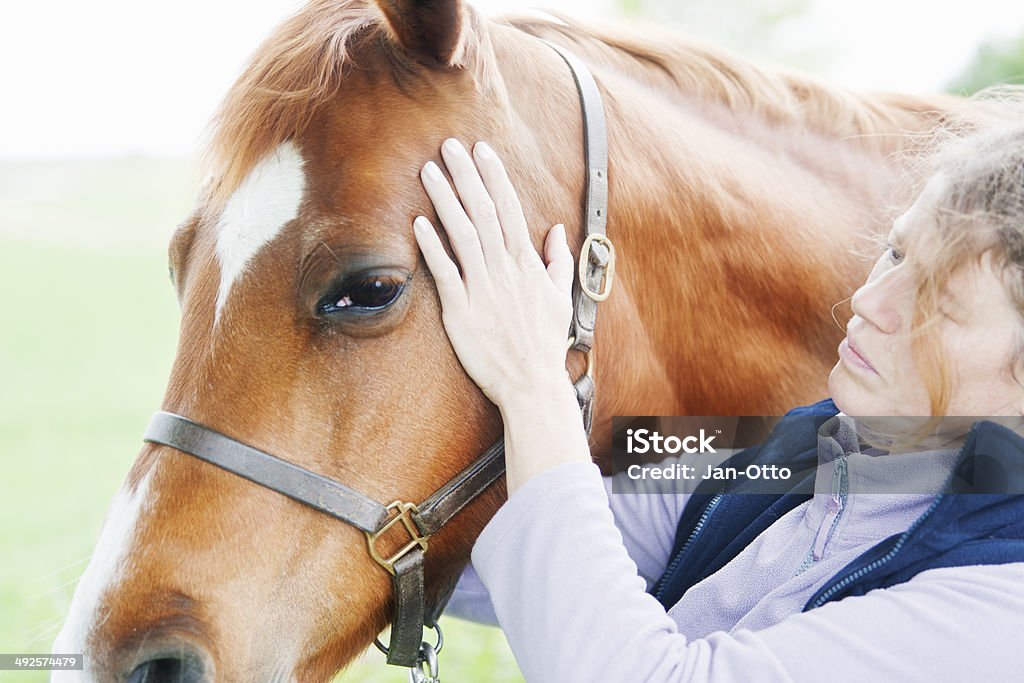 Feminina realizando chiropractics Veterinário - Foto de stock de Cavalo - Família do cavalo royalty-free