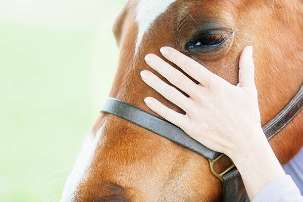 istock Female veterinarian performing chiropractics 492574485