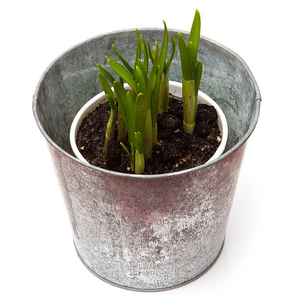 istock Pot of Daffodil (Narcissus 'Tete a Tete') 492574649