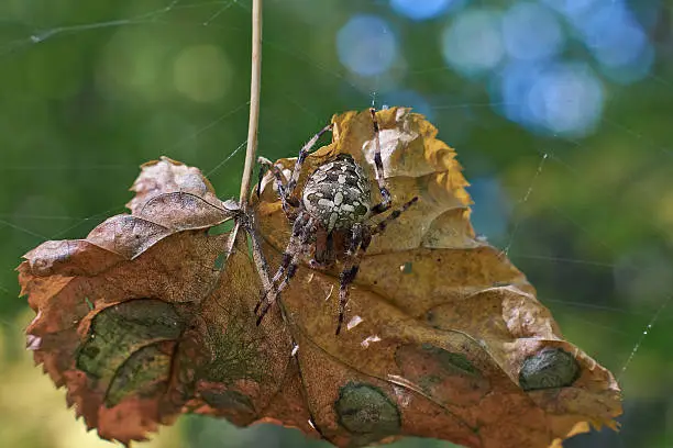 Cross tee spider in its network eats prey.