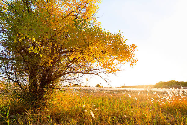 istock Populus diversifolia tree in China's western regions 492575096