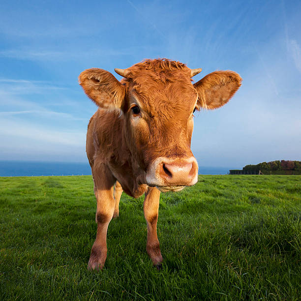 a portrait of a highland cow with the tongue out
