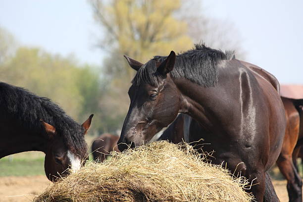 istock Black horse eating hay 492575725