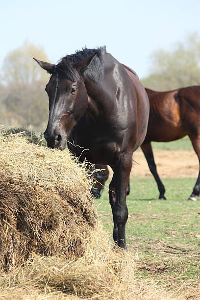 istock Black horse eating hay 492575727