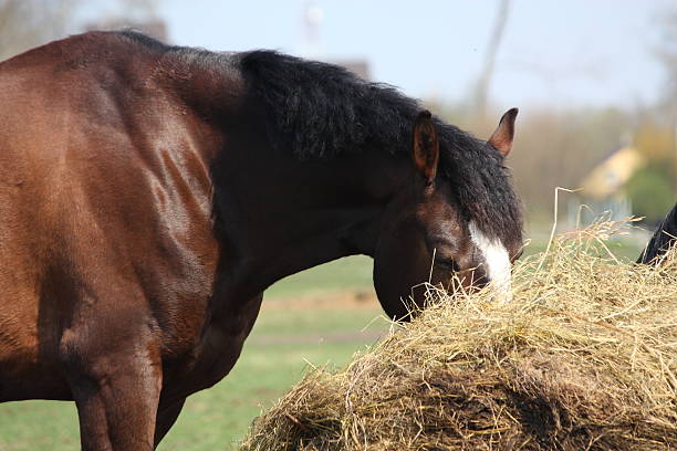 istock Bay horse eating dry hay 492575729