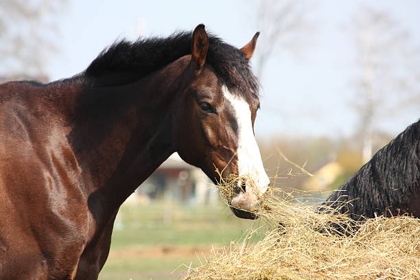 istock Bay horse eating dry hay 492575731