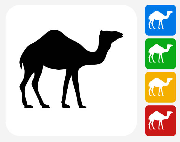Camel Icon Flat Graphic Design Camel Icon. This 100% royalty free vector illustration features the main icon pictured in black inside a white square. The alternative color options in blue, green, yellow and red are on the right of the icon and are arranged in a vertical column. camel colored stock illustrations