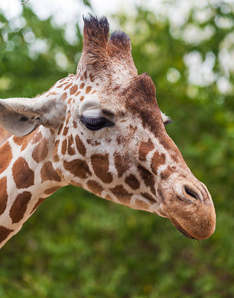 istock closeup portrait of a giraffe 492576385
