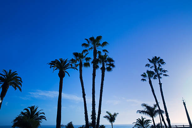 istock California high palm trees silohuette on blue sky 492576613