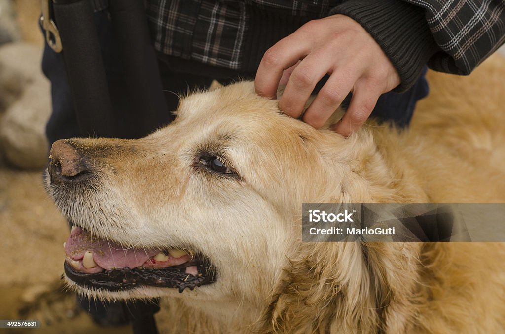 Hand der Liebkosung einer Hund - Lizenzfrei Halten Stock-Foto